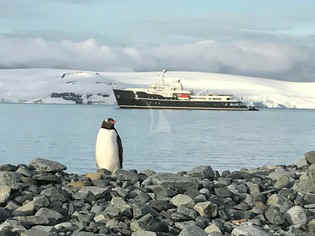 Legend Penguin
